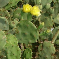 Opuntia dillenii (Ker Gawl.) Haw.